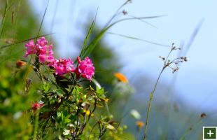 Entdecken Sie die Fauna und Flora der Gasteiner Almwelten